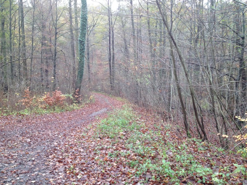 Wander- und Radweg durch den Wald zwischen Gorenzen und Annarode.